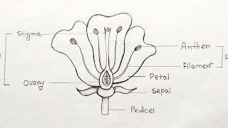 How to draw longitudinal section of flower step by step Parts of flower  How to labelling a flower [upl. by Luapnaes515]