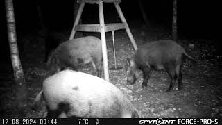 SpyPoint ForcePROS Big group of Wildboar eating Corn at the Nordic Gamekeeper feeder [upl. by Xonel659]