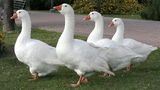 Embden Geese  Efficient Hardy Regal [upl. by Tipton]