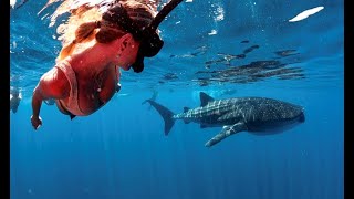 2022 Whale Shark Season Kicks Off on the Ningaloo Reef [upl. by Rehpotsirhc847]