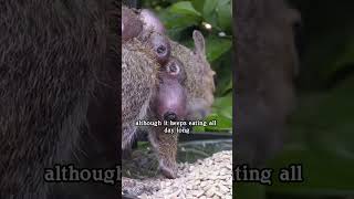 Rescue squirrels parasitited by horsefly larvae animals saveanimals shortvideo squirrel shorts [upl. by Samira528]