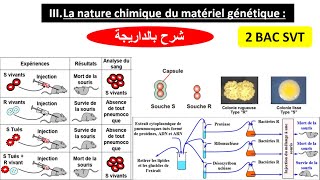 La nature chimique du matériel génétique 2 bac svt biof شرح بالداريجة [upl. by Mayes253]