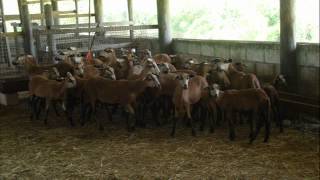 Commercial Small Stock Rearing [upl. by Carlisle]