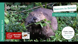 Beavers in Britain Now and in the Future [upl. by Deonne]