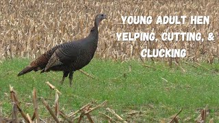 Wild Hen Turkey sounds Yelping Cutting amp Clucking [upl. by Aihseuqal858]