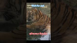 Tiger in the waterwait for end [upl. by Roxine]