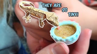 How To Feed Tiny Baby Crested Geckos [upl. by Bellis]