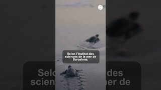 Réchauffement climatique  les mers et les océans battent des records de chaleur shorts [upl. by Shriner]