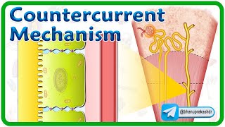 Countercurrent Multiplier  Countercurrent Exchanger  Urea recycling  Renal Physiology Animations [upl. by Idonna635]