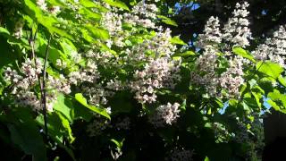 148 CATALPA Tree [upl. by Moss568]