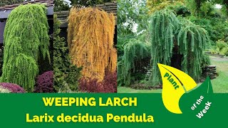 Weeping Larch  Larix decidua Pendula [upl. by Ayouqat653]