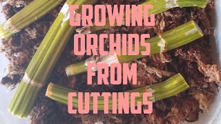 How to Propagate Orchids July 2020 [upl. by Oralie]