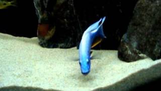 Sciaenochromis fryeri  digging [upl. by Kyne]