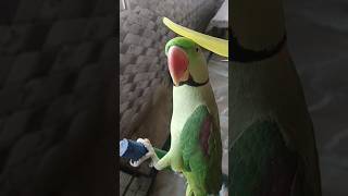 parrottalking 🥰parrotvoice parrotviralvideo parrotshorts parrotlover birds funny [upl. by Junko]