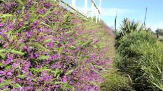 MEEMA™ Hardenbergia a purple flowering groundcover plant  Ozbreed Native Shrubs amp Groundcovers [upl. by Akiria]