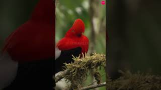 Andean Cock of the Rock Bird  A Spectacle of Nature bird birdlife wildlife nature cutebirds [upl. by Eidob]