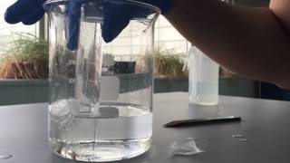 Magnesium and Hydrochloric Acid Lab [upl. by Ettennan748]