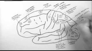 Brain Anatomy 2  Functional Cortical Anatomy Lateral Surface [upl. by Obie]