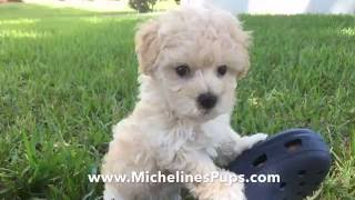 Gorgeous Maltipoo Pups that are trained and started right for you [upl. by Yrrap]