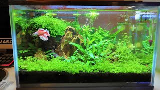 NANO PLANTED TANK  How I maintain my planted betta tank [upl. by Maddeu]