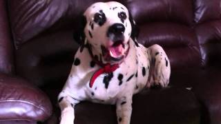 Crying dog dalmatian [upl. by Eilyk]