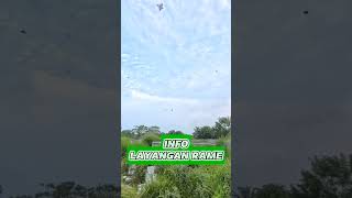 P INFO LAYANGAN layangan kite kitefighter [upl. by Ginnifer]