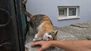 Cat asking to get petted in a cute way [upl. by Arelc]