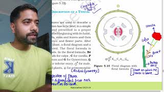 Morphology of flowering plantsPart 7Floral diagram  Floral formula  Brassicaceae  Solanaceae [upl. by Rosalee]