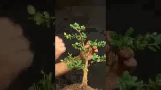 Trash to Treasure Roadside Boxwood Bonsai Styling [upl. by Jasper311]