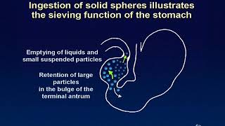 13 Gastric sieving function animation [upl. by Dawkins732]