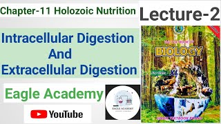 Intracellular And Extracellular Digestion  Holozoic Nutrition Chapter11  Lecture2 11th Biology [upl. by Notlil]