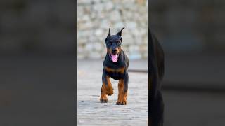 doberman dobermanpinscher puppies dobermanpuppy dogs dogsofinstagram canecorso [upl. by Darcey]