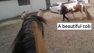 Bella is very excited to go riding with her new friend and she meets a beautiful Skewbald Cob [upl. by Ahola284]