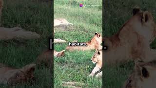 Serengeti Spectacle 🦁 Life in Africas Iconic Plains [upl. by Demahom113]