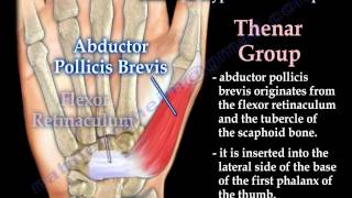 Muscles Of The Hand Thenar amp Hypothenar Groups  Everything You Need To Know  Dr Nabil Ebraheim [upl. by Mcgee]