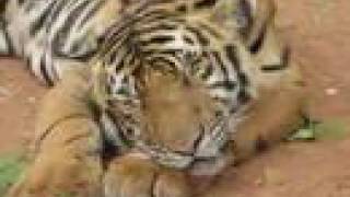 Tiger Temple Cute Tiger Video Thailand [upl. by Ilona]