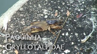 Paquinha Gryllotalpidae  Grilotoupeira Cachorrinhodaterra mole cricket Novo áudio [upl. by Bayard]