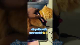 সুন্দরী 🥺❤️cutecat cat habibicat cuteanimal subscribe view ytshorts fypシ゚viral foryou [upl. by Goss]