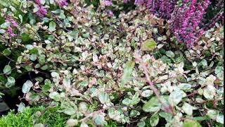 Muehlenbeckia complexa Pink Camouflage [upl. by Clarice]