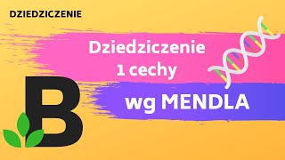 DZIEDZICZENIE 1 cechy według Mendla Krzyżówka rozkład fenotypu genotypu KOREPETYCJE z BIOLOGII  238 [upl. by Sarad923]