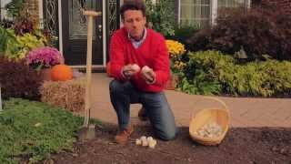 How to Plant Allium Bulbs [upl. by Lello]