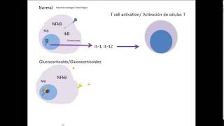 Immunosuppression 1 Inmunosupresión 1 [upl. by Alyag]