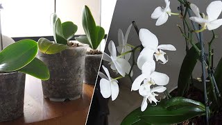 Como cuidan los expertos sus Orquídeas flores poda riego clima abono orquideas [upl. by Chance]