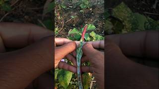 How big and fresh are the grains in the black cowpea pod farming gardening satisfying shorts [upl. by Vachel]