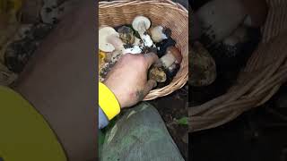 Porcini e tartufi tartufotruffletruffesmushroomporcinimushroomsnaturewoodworkingnature [upl. by Hahseram22]