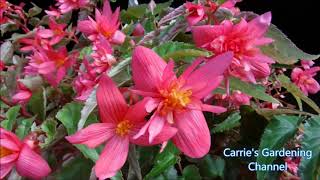 what do funky pink begonias look like where to grow funky pink begonias [upl. by Arrakat]