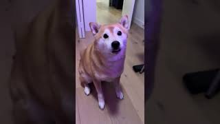 Shiba Tries his Best at Not Being Dramatic [upl. by Gayleen869]