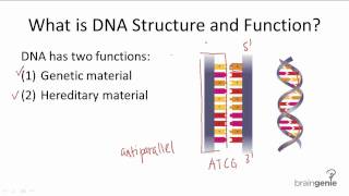 101 DNA Structure and Function [upl. by Einnos]