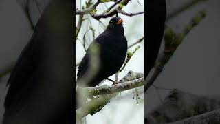 The Blackbirds Effortless Singing  Bird Sounds shorts [upl. by Anema102]