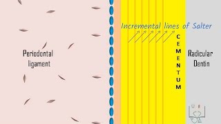 Cementogenesis [upl. by Rubenstein]